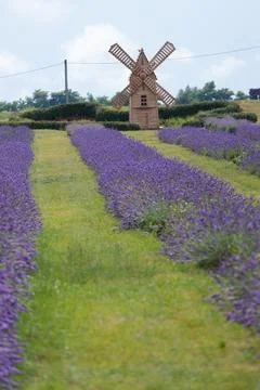 Stunning Lavender Fields with a Classic Windmill Surrounded by Lush Green Stock Photos