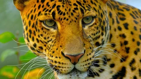 Stunning leopard close up gaze watching intently while resting in natural Video stock 343695694