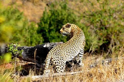 Stunning Leopard Stock Photos