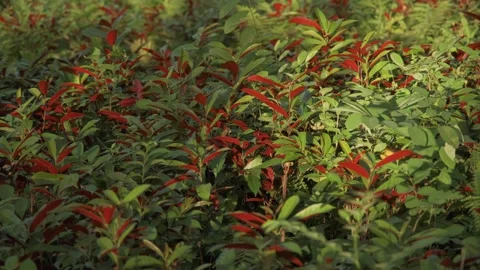 Stunning Light and Shadow: Leaves Swaying in the Breeze at a Botanical Garden Stock Footage 317944850