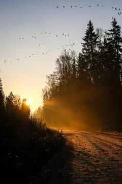 Stunning light rays from rising sun through foggy forest trees in a autumn Stock Photos