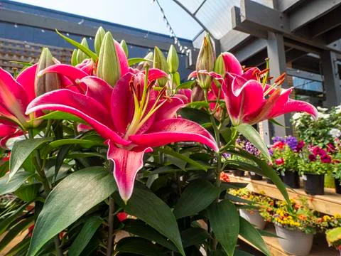 Stunning Lilies for sale in a greenhouse during summer Stock Photos