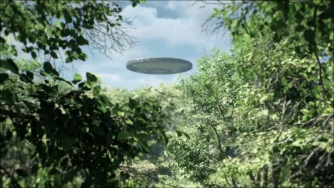 Stunning long shot through the canopy of trees in a forest in the wilderness Stock Footage 311112587