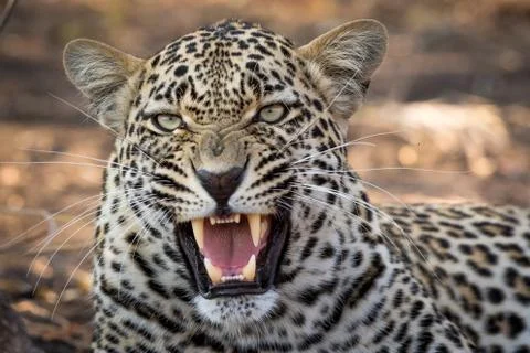 Stunning looking male leopard with open mouth. Stock Photos