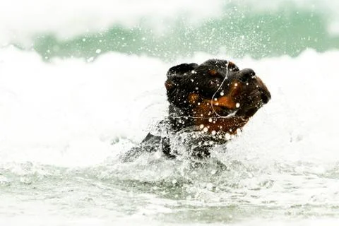 Stunning low angle head shot of a majestic Rottweiler amidst crashing ocean 스톡 사진