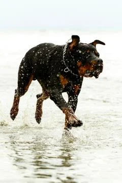Stunning low angle shot capturing the majestic sight of an adult Rottweiler dog Foto stock