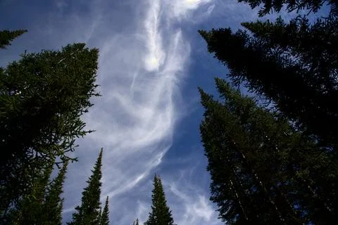 Stunning Low-Angle Vista of Sharp Conifer Spires Pointing Into a Blue Sky Stock Photos