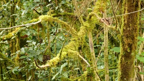 Stunning lush moss cloudforest in Costa Rica home to native bird Stock Footage 126808425