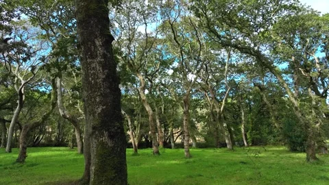 Stunning Lush Trees And Green Meadows In The Forest Hike. Dolly Shot Vidéo 257548264