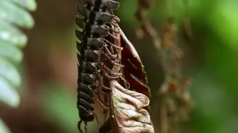 Stunning macro photography captures a massive black flat backed centipede in the Stock Footage 9426811