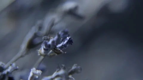 A stunning macro shot Stock Footage 301310064