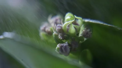 A stunning macro shot Stock Footage 301310065