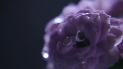 A stunning macro shot Stock Footage 301310069