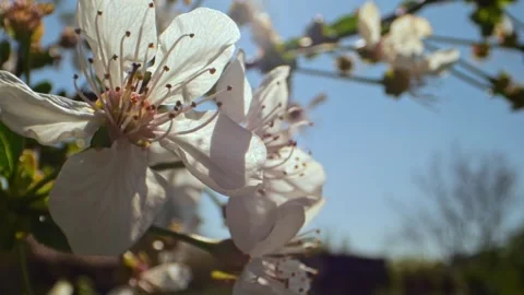 Stunning macro view of cherry blossoms in full bloom on a sunny day, reveal.. Stock Footage 240408993