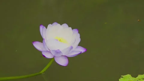 Stunning macro view of a delicate pink lotus flower Stock Footage 340512468