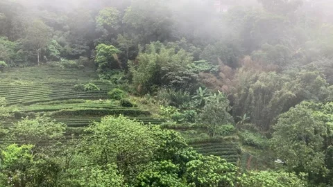 Stunning misty asian forest with tea plantations and herbs Stock Footage 333832331