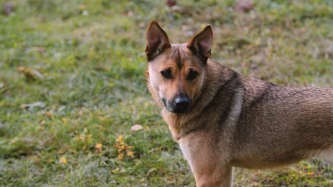 Stunning mixed breed dog with brown and grey fur stands elegantly in a serene Stock Footage 296848007