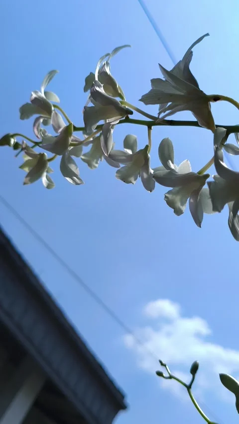 Stunning Moon Orchid in Bloom Vídeos de archivo 333656842