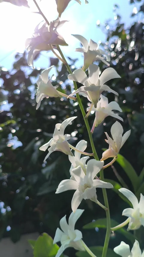 Stunning Moon Orchid in Bloom Vídeos de archivo 333656843