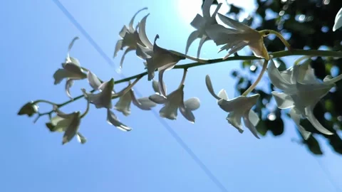 Stunning Moon Orchid in Bloom Vídeos de archivo 333656845