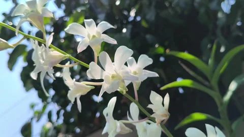 Stunning Moon Orchid in Bloom Vidéo 333656846
