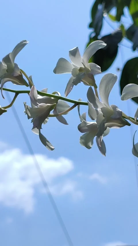 Stunning Moon Orchid in Bloom Vidéo 333656847