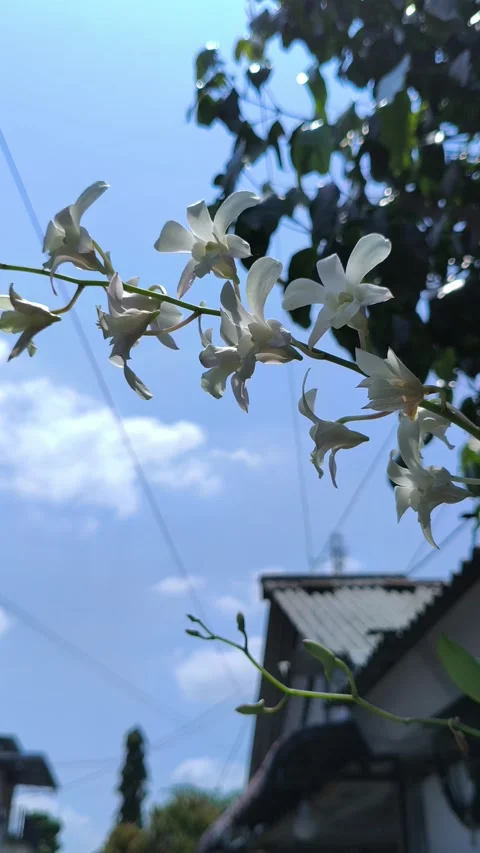 Stunning Moon Orchid in Bloom Vidéo 333656848
