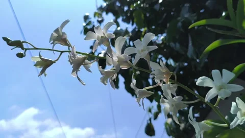 Stunning Moon Orchid in Bloom Vidéo 333656850