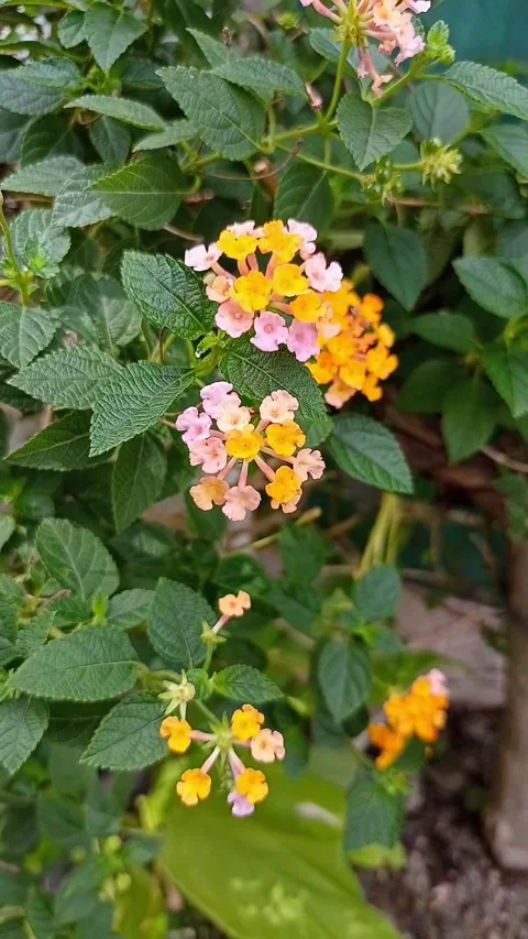 A stunning multi-colored blossoms intertwined with green leaves Stock Footage 326021446