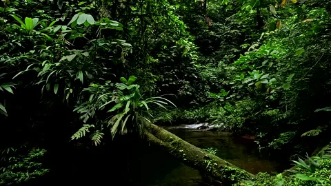 Stunning nature background of a tropical forest 库存影片 336933477