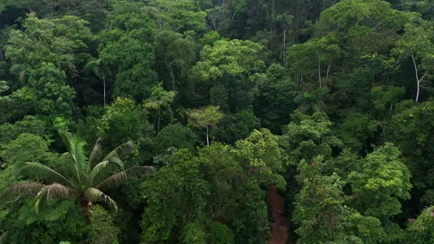 Stunning nature background of a tropical stream in a rainforest Stock Footage 196222671