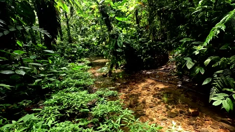 Stunning nature background of a tropical stream running through tropical forest Видео 336934168