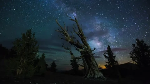 Stunning Night Sky Over Ancient Tree in 4K UHD Stock Footage 323837237