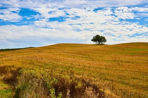 Stunning open tan grass fields and hills with lone green tree and blue skies Фото