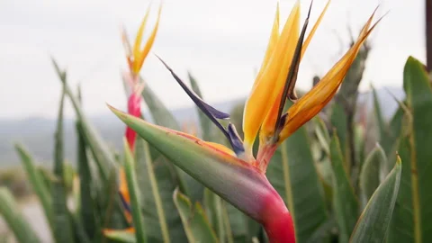 Stunning Orange Flower close up Stock Footage 240846221