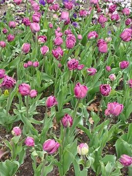 Stunning overhead view of a flower bed adorned with blooming tulips in spring Stock Photos