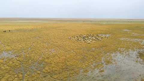 Stunning Overhead View of Sheep Forming Patterns on Autumn Grasslands Stock Footage 304312678