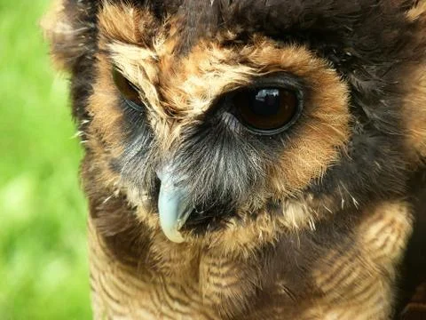 Stunning owl Stock Photos