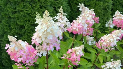 A stunning panicled hydrangea bush in full bloom with pink and white gradient fl Vídeos de archivo 345427435