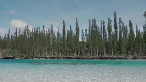 Stunning panoramic view of pristine turquoise lagoon and iconic pine trees .. Stock Footage 337680464