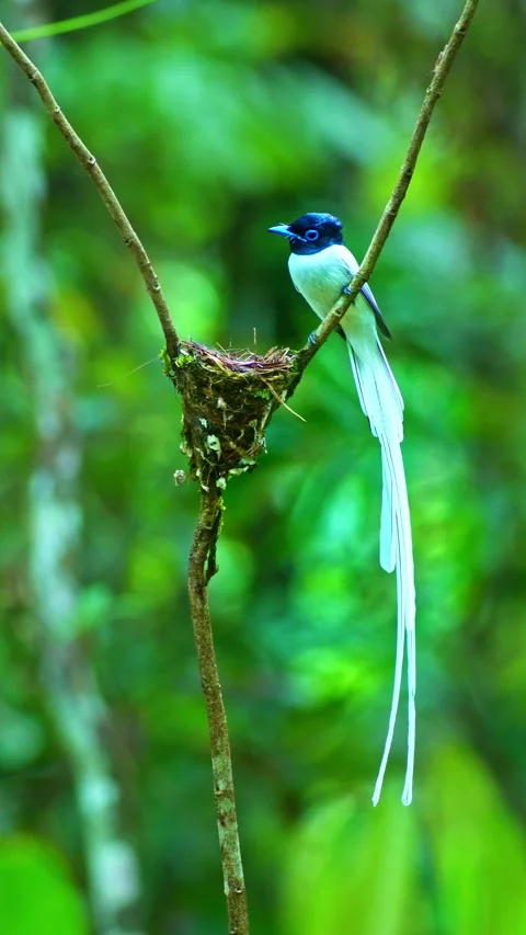 Stunning Paradise Flycatcher Wildlife Vidéo 335833053