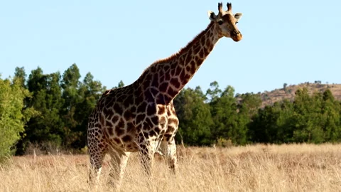 Stunning pattern on coat of African giraffe feeding head down among tall grass Stock Footage 315093143