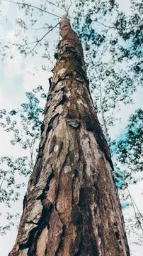 Stunning photo of a tall tree trunk, capturing its majestic height and natura Stock Photos