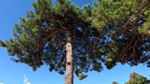 Stunning pine tree under clear blue skies in Corfu, Greece during a sunny day 動画素材 285596192