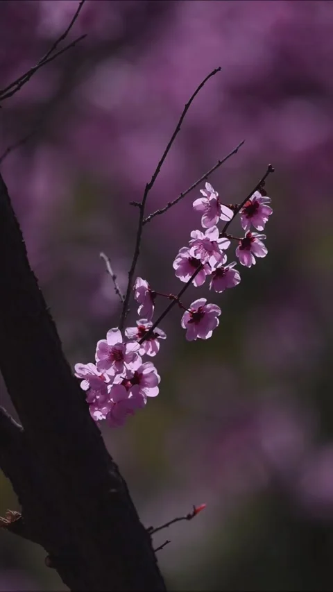 Stunning Pink Cherry Blossoms on Tree Branch in Dreamy Soft Lighting Stockbeeldmateriaal 330094692