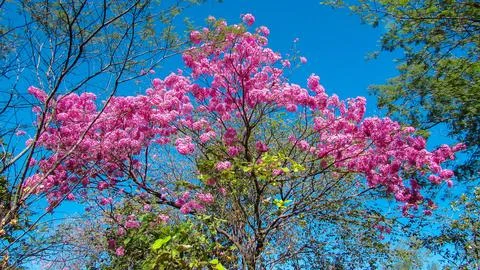 Stunning pink Ipe tree canopy bursts with vibrant flowers under a bright, c.. Stock Photos