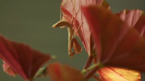 Stunning pink-red praying mantis is perched upside down on leaf of bush. This Stock Footage 259913376