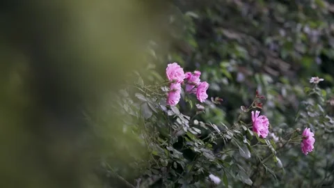 Stunning pink Roses in full bloom in the summer Stock Footage 317200738