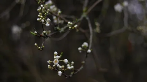 Stunning plum tree in bloom on rainy spring day, raindrops enhancing its beauty. Stock Footage 237719469