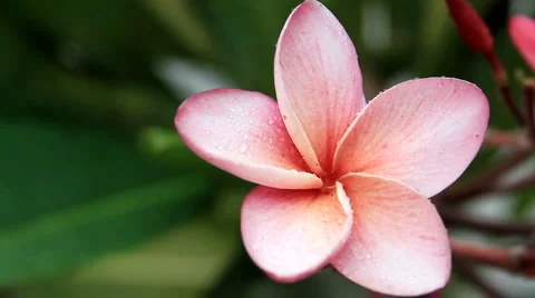Stunning Plumeria, Africa Stock Footage